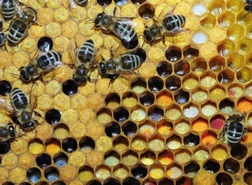 Foto: Kleurrijk stuifmeel en bijenbrood in de raat